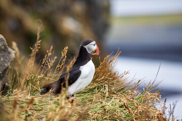 Icelandic puffin bird in their natural habitat along the cliffs by the shore in Iceland.