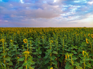 Fototapeta na wymiar Field of turned sunflowers against a background of blue sky and clouds