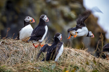 Icelandic puffin bird in their natural habitat along the cliffs by the shore in Iceland.