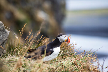 Icelandic puffin bird in their natural habitat along the cliffs by the shore in Iceland.