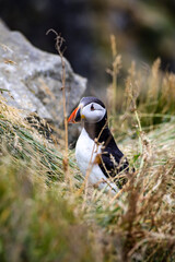 Icelandic puffin bird in their natural habitat along the cliffs by the shore in Iceland.