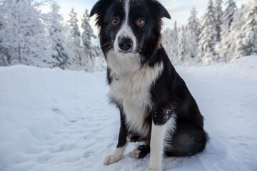 border collie dog ,Bamse