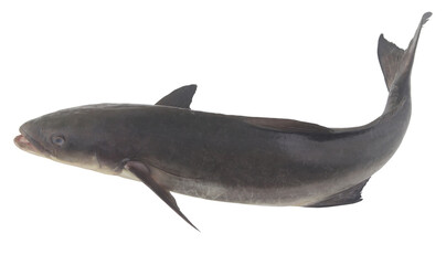 Fototapeta premium Cobia fish isolated on white background 