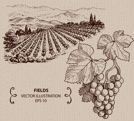 Vineyard landscape, hand drawn illustration