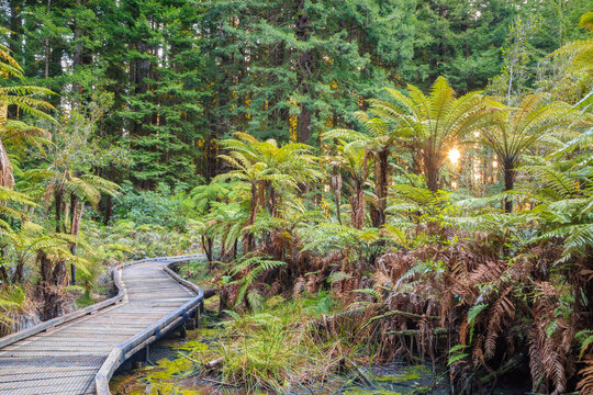A boardwalk leads through a grove of tree ferns and California redwoods at Whakarewarewa Forest, Rotorua, New Zealand