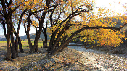 Yellow trees by the river. Khizi region. Azerbaijan.