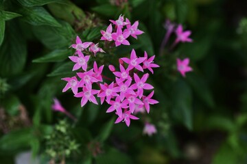 Egyptian star cluster flowers. Lubiaceae evergreen tropical plants.
