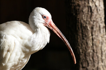 Waldrapp, Ibis