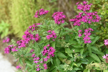 Egyptian star cluster flowers. Lubiaceae evergreen tropical plants.
