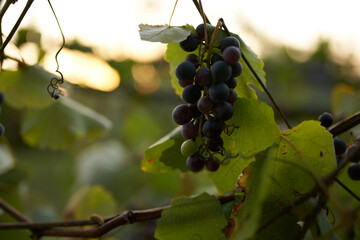 grapes nature green leaves winemaking