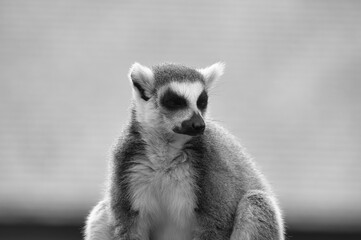 Maki Catta en noir et blanc