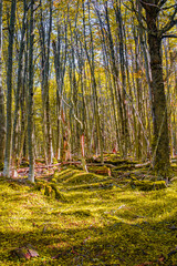 Hiking trail at magical austral Magellanic subpolar forests in Tierra del Fuego National Park, near...