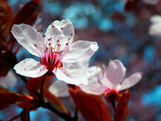 Color detail spring photography of blooming pink sakura tree