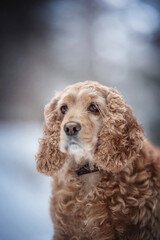 Cute curly American Cocker Spaniel on the background of a fabulous winter forest. Pink nose. Close-up portrait