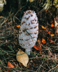 White dung beetle (Latin Coprinus comatus) - edible mushroom in the forest