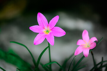 beautiful purple rain lily flower (Zephyranthes rosea)