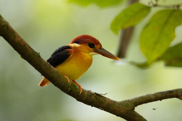 Nature wildlife image of Rufous backed Kingfisher perched on branch
