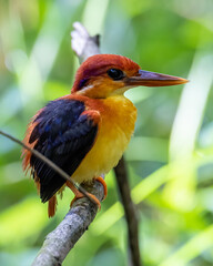 Nature wildlife image of Rufous backed Kingfisher perched on branch