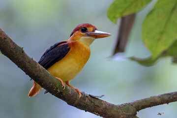 Nature wildlife image of Rufous backed Kingfisher perched on branch