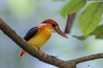 Nature wildlife image of Rufous backed Kingfisher perched on branch