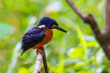 Nature wildlife image of blue-eared kingfisher bird (Alcedo meninting) standing on tree branch