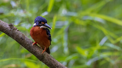 Nature wildlife image of blue-eared kingfisher bird (Alcedo meninting) standing on tree branch