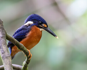 Nature wildlife image of blue-eared kingfisher bird (Alcedo meninting) standing on tree branch
