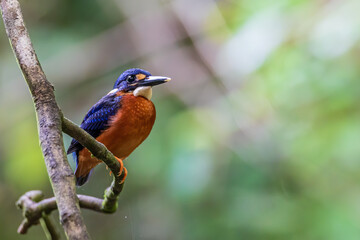 Fototapeta premium Nature wildlife image of blue-eared kingfisher bird (Alcedo meninting) standing on tree branch