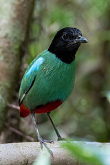 Nature Wildlife image of Borneo Hooded Pitta (Pitta sordida mulleri) on Rainforest jungle