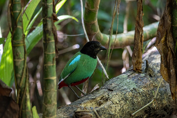Nature Wildlife image of Borneo Hooded Pitta (Pitta sordida mulleri) on Rainforest jungle