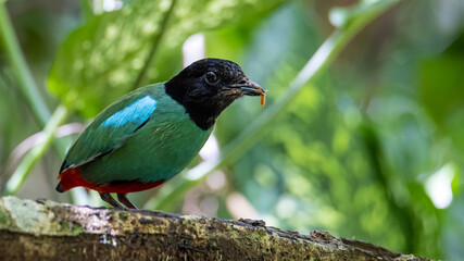 Nature Wildlife image of Borneo Hooded Pitta (Pitta sordida mulleri) on Rainforest jungle
