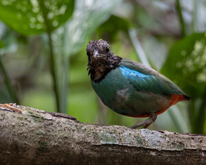 Nature Wildlife image of Borneo Hooded Pitta (Pitta sordida mulleri) on Rainforest jungle