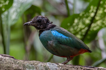 Nature Wildlife image of Borneo Hooded Pitta (Pitta sordida mulleri) on Rainforest jungle