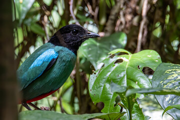 Nature Wildlife image of Borneo Hooded Pitta (Pitta sordida mulleri) on Rainforest jungle