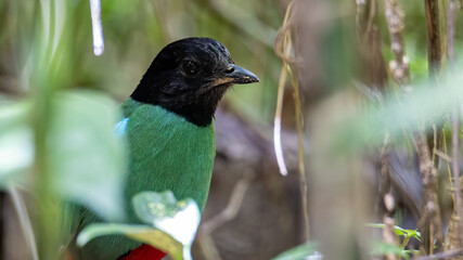 Nature Wildlife image of Borneo Hooded Pitta (Pitta sordida mulleri) on Rainforest jungle