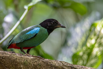 Nature Wildlife image of Borneo Hooded Pitta (Pitta sordida mulleri) on Rainforest jungle