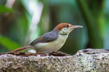 Nature wildlife image of The rufous-tailed tailorbird (Orthotomus sericeus)