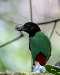 Nature Wildlife image of Borneo Hooded Pitta (Pitta sordida mulleri) on Rainforest jungle
