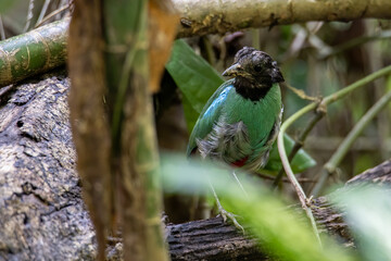 Nature Wildlife image of Borneo Hooded Pitta (Pitta sordida mulleri) on Rainforest jungle