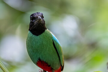 Nature Wildlife image of Borneo Hooded Pitta (Pitta sordida mulleri) on Rainforest jungle