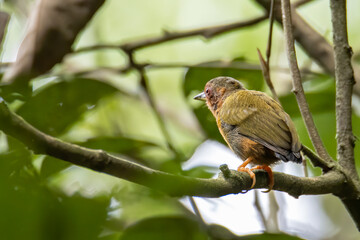 Nature wildlife image of piculet woodpecker standing on tree branches