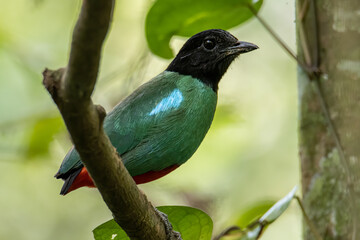 Nature Wildlife image of Borneo Hooded Pitta (Pitta sordida mulleri) on Rainforest jungle