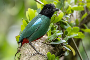 Nature Wildlife image of Borneo Hooded Pitta (Pitta sordida mulleri) on Rainforest jungle