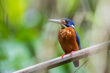 Nature wildlife image of blue-eared kingfisher bird (Alcedo meninting) standing on tree branch
