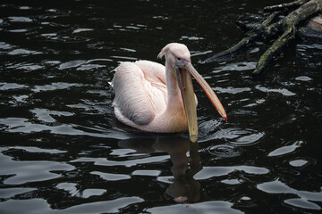 Pelikan mit offenem Schnabel