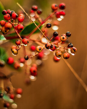 Macro shot of a bush with berries and raindrops with blurred background