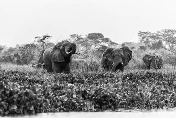 African Bush Elephant - Loxodonta africana, iconic member of African big five, Murchison falls,...