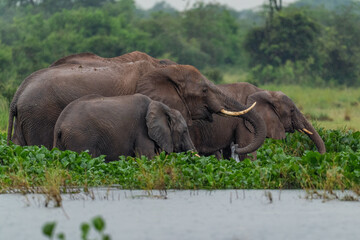 African Bush Elephant - Loxodonta africana, iconic member of African big five, Murchison falls, Uganda.