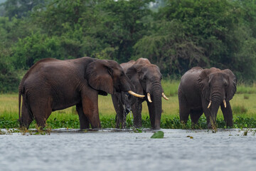 African Bush Elephant - Loxodonta africana, iconic member of African big five, Murchison falls, Uganda.
