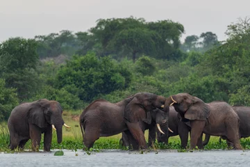 Poster African Bush Elephant - Loxodonta africana, iconisch lid van de Afrikaanse big five, Murchison Falls, Oeganda. © David